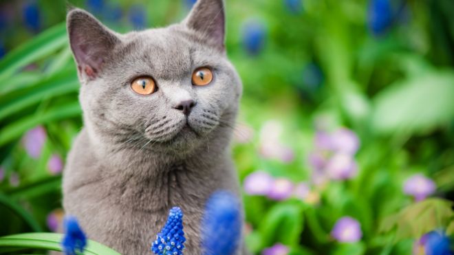 Stock image of a cat outside in flower bed