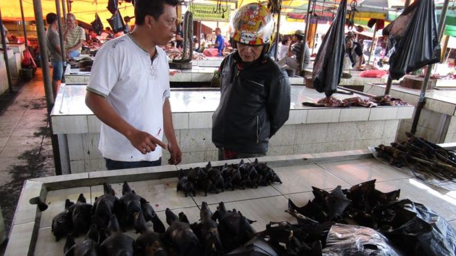 660 Koleksi Gambar Hewan Buas Pemakan Daging Terbaik