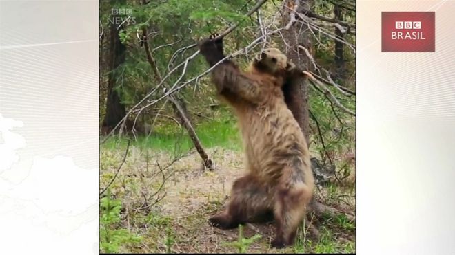 No fim do inverno, ursos pardos se desfazem de pelagem praticando uma 'dancinha' bem particular; câmeras da BBC registraram este curioso comportamento animal.