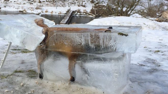 Fox in ice