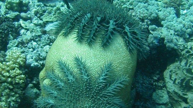 Морская звезда с терновым венцом под водой
