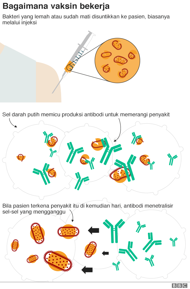 Cara kerja vaksin.