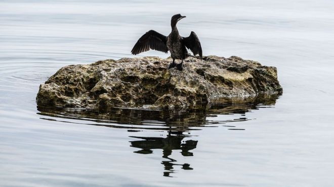 Pássaro no Lago Ohrid