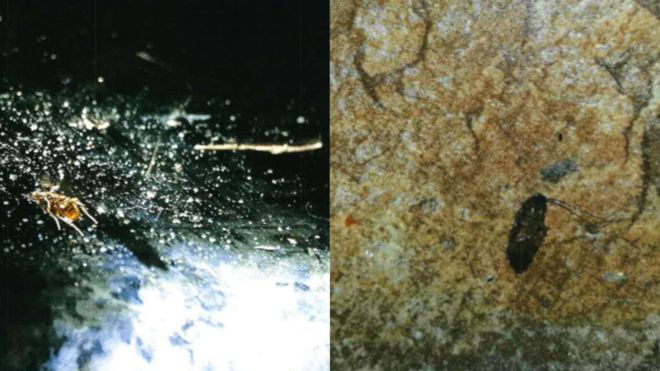 Мертвые тараканы найдены в г. Тикка, Сити-роуд, Кардифф