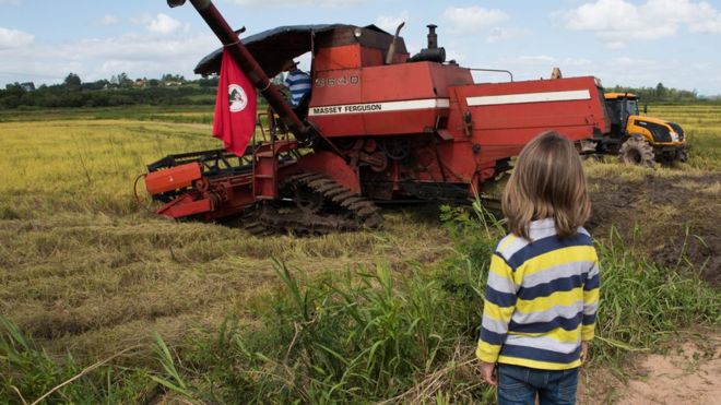 Menino observa colheita de arroz orgânico pelo MST em Nova Santa Rita (RS)