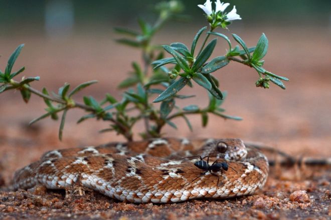 பிபிசி தமிழ் நேயர்களின் மெய்சிலிர்க்க வைக்கும் வன உயிரின படங்கள்