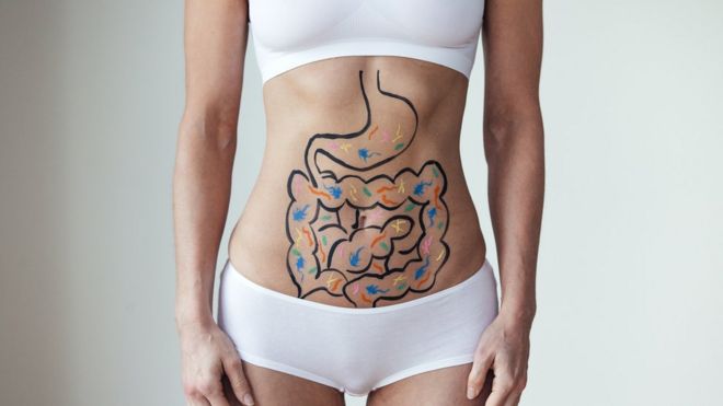 Ilustración del intestino