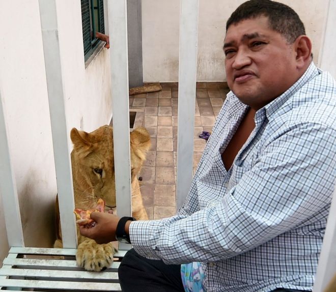 Омар Родригес кормит одного из своих львов Ханом Д