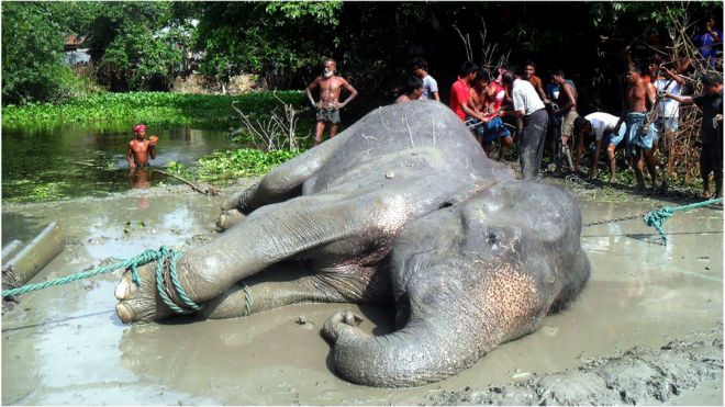 A tranquillised elephant lies on the ground after being pulled from a pond in the Jamalpur district, Bangladesh.