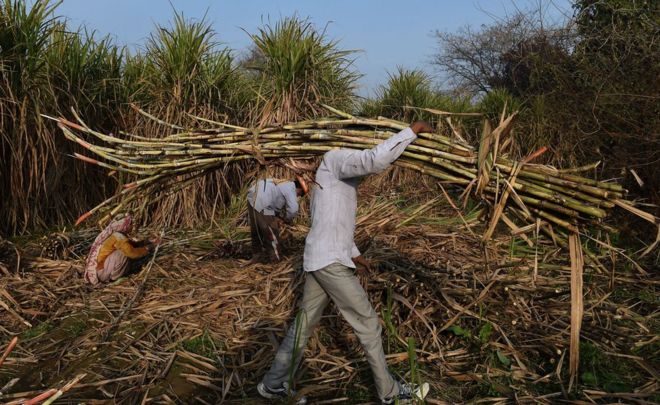 Индийский фермер несет сахарный тростник, чтобы погрузить его в трактор, чтобы продать его на близлежащем сахарном заводе в Модинагаре в Газиабаде, примерно в 45 км к востоку от Нью-Дели, 31 января 2018 года