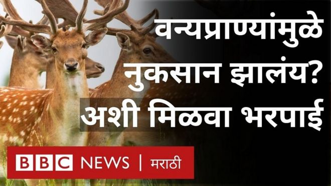 वन्यप्राण्यांमुळे जसं की रानडुक्कर, हरिण, माकड, काळवीट, बिबट्या इ. यांच्यामुळे शेतीचं, शेतपिकांचं नुकसान होत असल्याचं शेतकरी सांगत असतात.