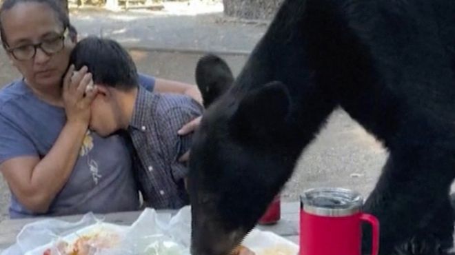 Medved se poslužio na pikniku