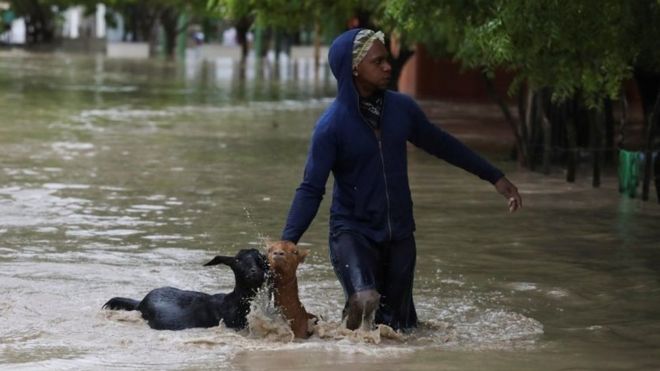 Мужчина идет с двумя козами по затопленной улице после прохождения Штормовой Лауры в Азуа, Доминиканская Республика, 23 августа 2020 года.