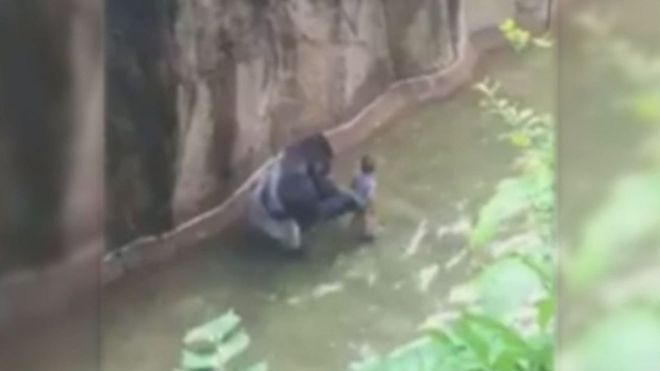 ゴリラ舎に4歳児落ちて…ゴリラ射殺