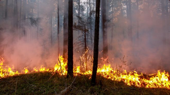 A fire spreading through the forests of Siberia