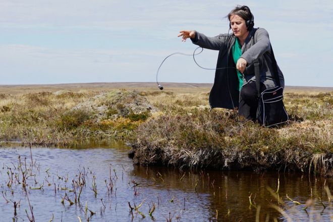 Кэти Хинде использует гидрофон для записи звуков с болота