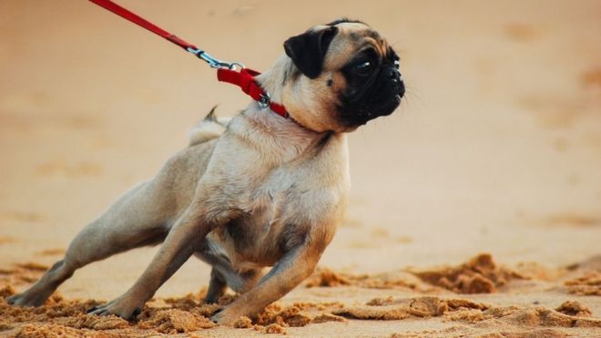 ஜி சுடலைமணி, தூத்துக்குடி