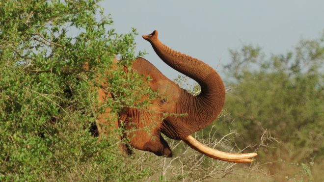 Elephants forage at the Tsavo-east National park in Kenya on 19 March 2012