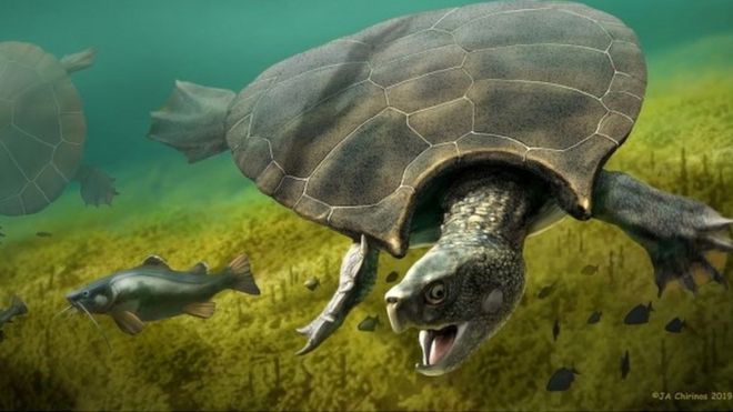 The Stupendemys geographicus was roughly the size of a car 