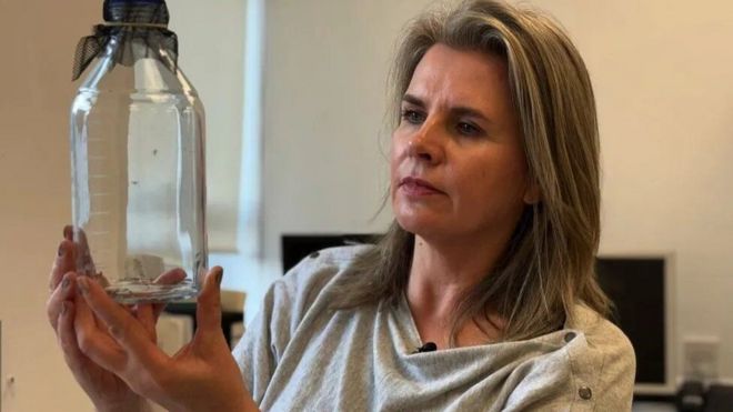 كلير سترود تحمل وعاء مخبريا يحتوي على بعوض