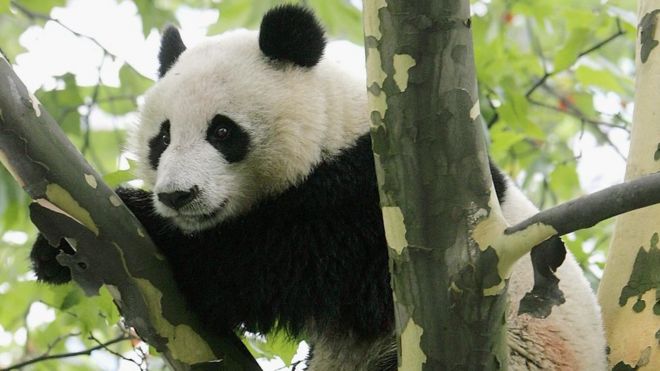 Дикая гигантская панда на дереве недалеко от жилого района в китайской провинции Сычуань