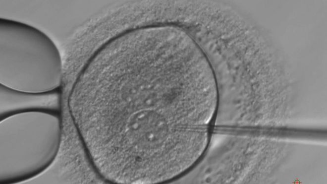 Генетически модифицированный эмбрион