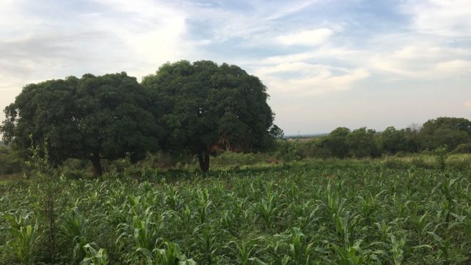 Зеленые деревья и кустарники в северной части Уганды