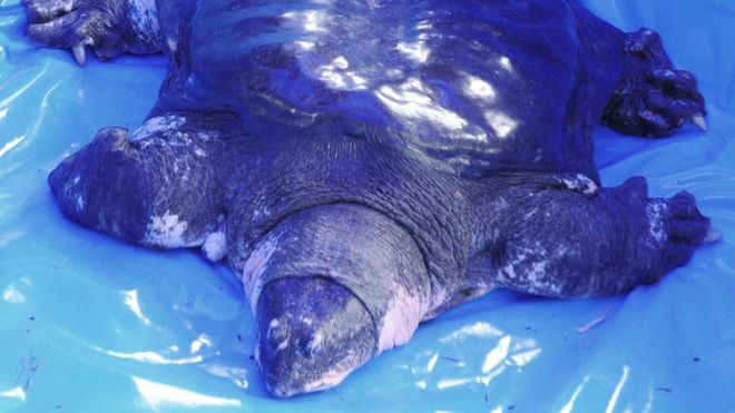 Самец гигантского мягкого панциря Янцзы, лежащий на синей пластиковой упаковке