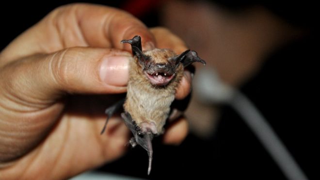 Morcego Molossops temminckii, típico da América do Sul