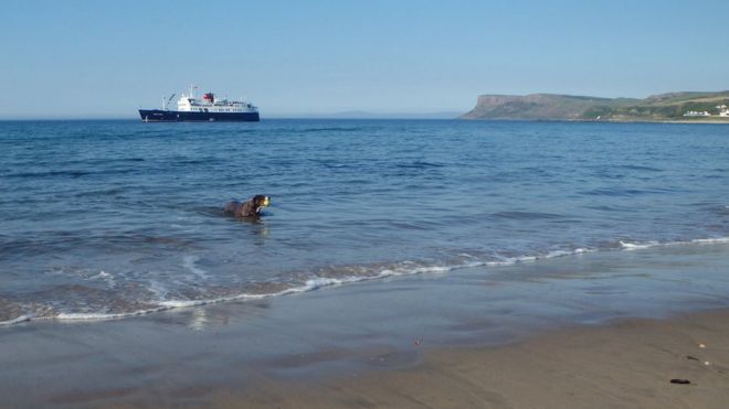 Собака в воде на пляже Бэлликасл