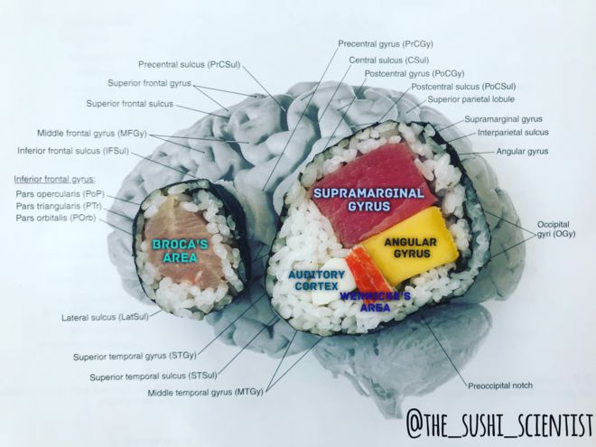 Ilustração do cérebro feita com sushi