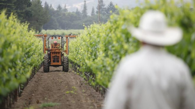 4 июня 2012 года в Калифорнии работник виноградников в виноделе Напа-Вэлли Hill Family Estate осматривает ветви виноградной лозы на тракторе.