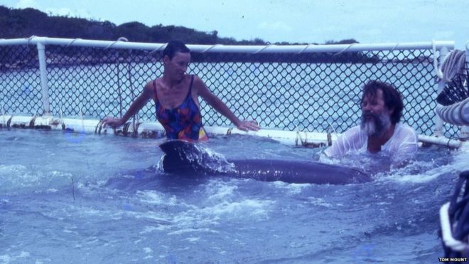 На этой фотографии 1991 года Барбара Янг (слева) утешает дельфина в неволе, который был выпущен в TCI