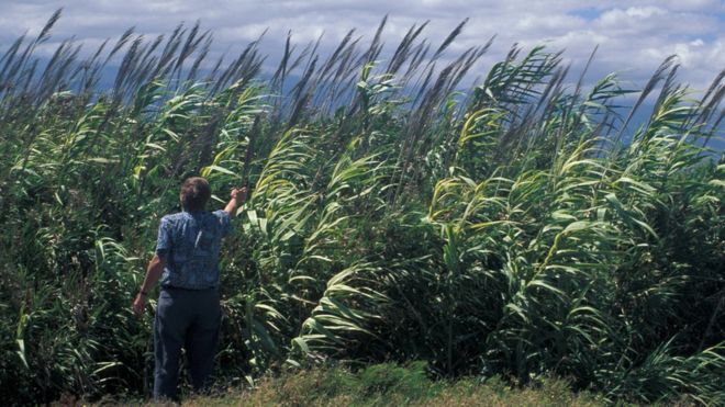 Giant reed