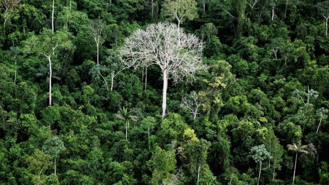 Верхушки деревьев в тропических лесах Амазонки в бассейне Амазонки, Бразилия, июнь 2012 г. Getty images