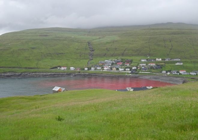 Жители Фарерских островов отправляются в китобойный промысел в залив Сандавегур