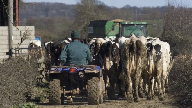 Фермеры пасут коров в Уэльсе