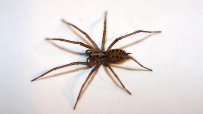 Image result for House Spiders