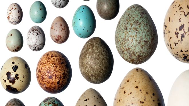 Ovos de diferentes cores
