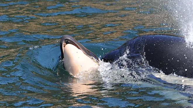 Orca madre sostiene a su cría muerta.
