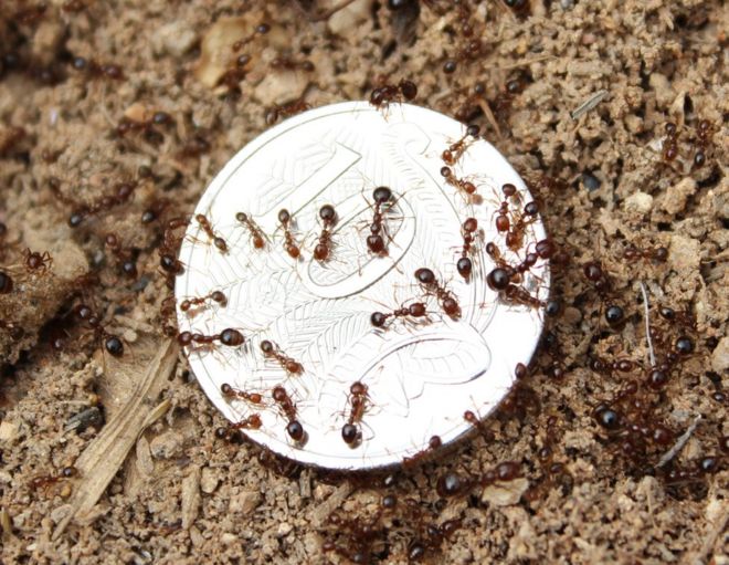 Красные огненные муравьи ползают по австралийскому десяти центу