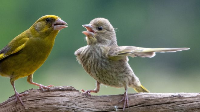 Dispta, imagen de los Wildlife Comedy Awards