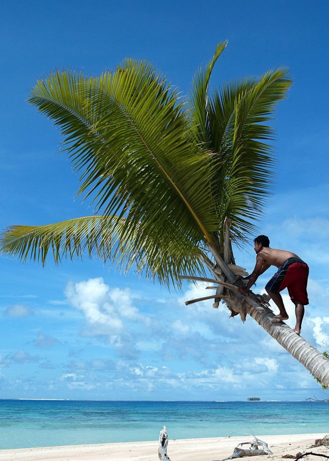 Мужчина поднимается по пальме в Тувалу