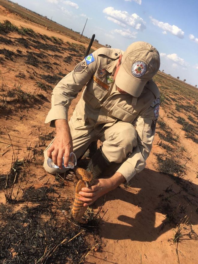 Sargento do Corpo de Bombeiros Pedro Ribas Alves dá água a tatu após incêndio em cerrado no Mato Grosso