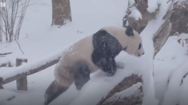 Панда у снегу
