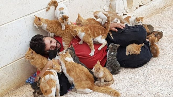 Alepa Muhamed Aldžalil prekriven mačkama