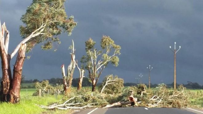 На фотографии, сделанной 28 сентября и полученной 29 сентября 2016 года, изображены деревья, поваленные сильными ветрами возле Мелроуза в Южной Австралии.