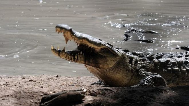 Голодный крокодил в бассейне частной фермы в муниципалитете Сан-Мануэль, департамент Кортес, в 220 км к северу от Тегусигальпы 1 ноября 2015 года