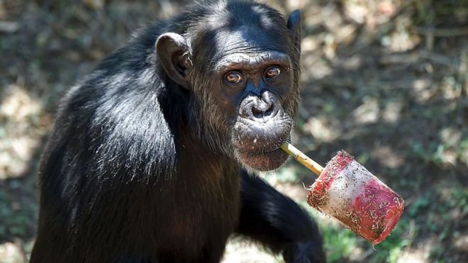 Chimpancé
