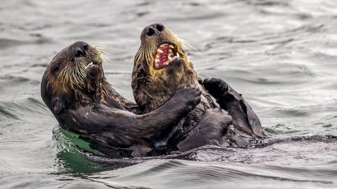 "Guerra de cÃ³cegas de lontras marinhas", de Andy Harris